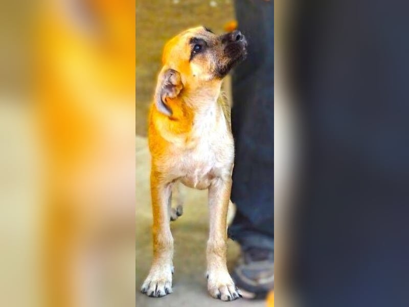 BEA ist in großer Gefahr