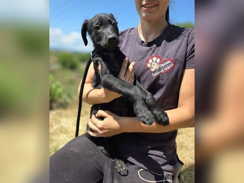 BELLA das Hundebaby wurde herzlos entsorgt