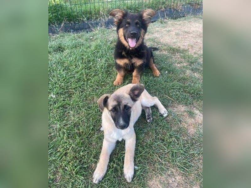 EMIR das Hundekind wurde herzlos ausgesetzt