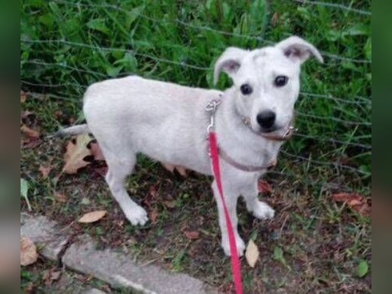 PEDRO süsses Pelzbaby