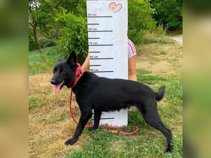 RUNA träumt von einem Zuhause