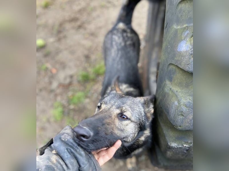 ZOYA wartet sehnsüchtig auf ein liebevolles Zuhause