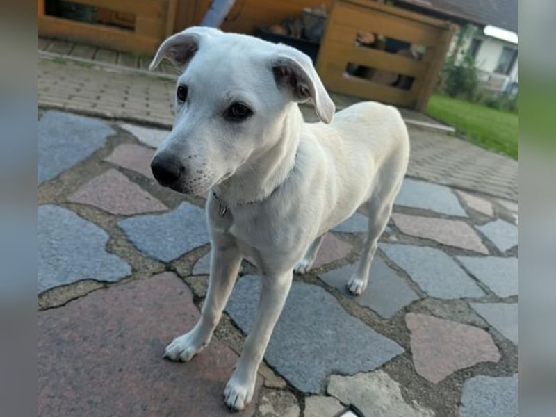 CLEO ist ein süßes Hundekind