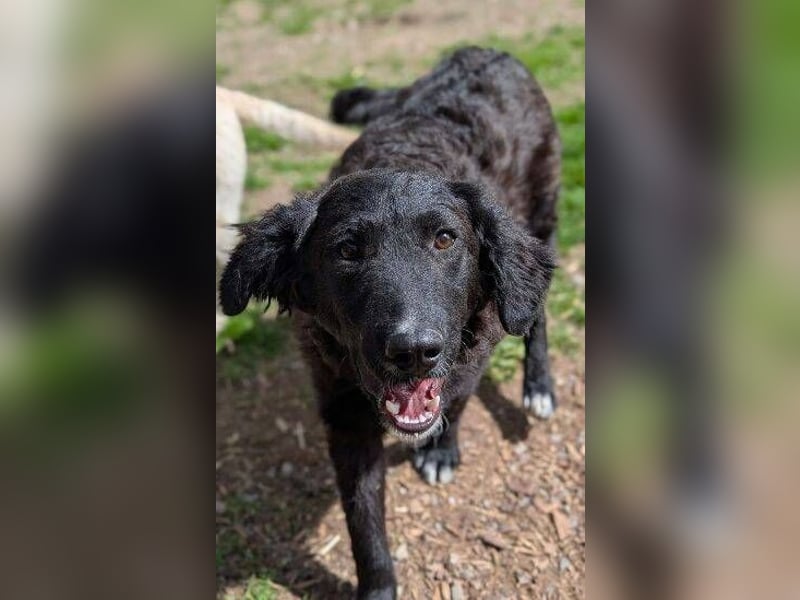 MISHA ist ein drolliger, verspielter Hundejunge