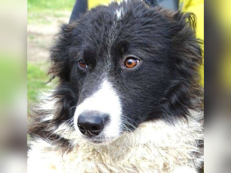 CASPER - bettelt um sein Leben