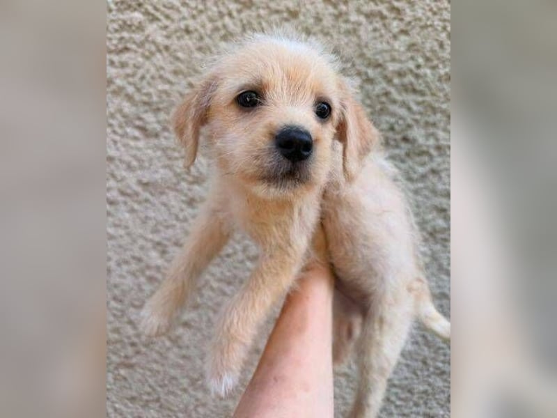 STROLCH  , das Hundekind wünscht sich ein Zuhause