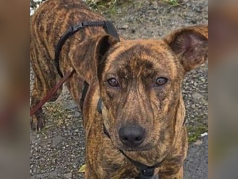 ZIPPO ist ein ganz toller Junghund