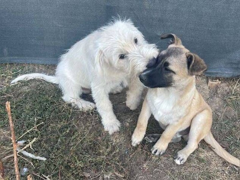 ELVIS der Hundejunge hätte so gern eine Familie