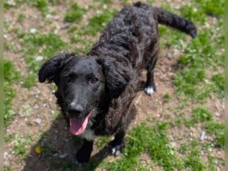 MISHA ist ein drolliger, verspielter Hundejunge