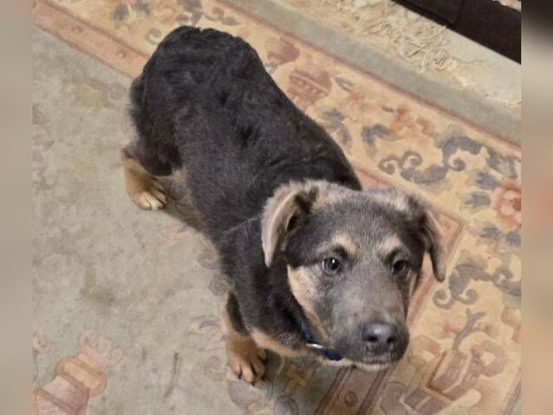 CHRISS ist ein bildhübsche Hundejunge