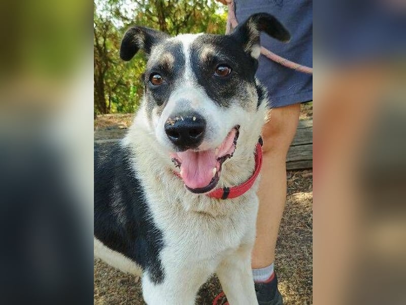 MISCHO,  hatte ein trauriges Leben