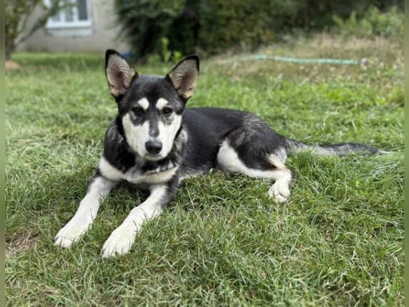 KEZIA , süßes HuskyMix Mädchen