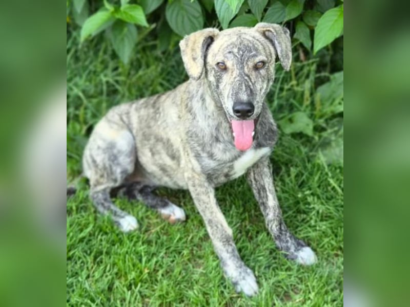 TIGRA sucht ein liebevolles Zuhause