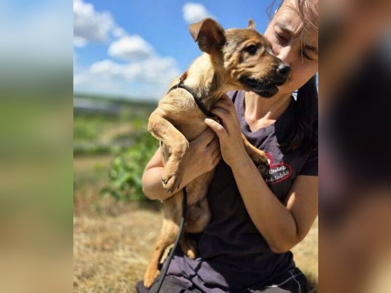 GIMLI ist ein zuckersüßes Hundebaby