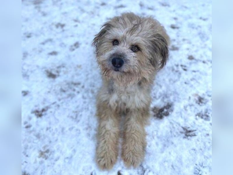 VICTOR  süßer kleiner Wuschel