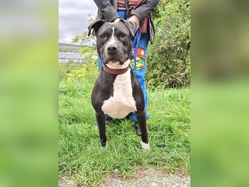 BARON wer kann ihm ein Zuhause schenken?