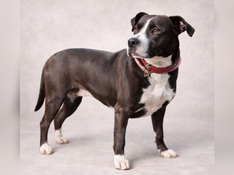 TORI hat einen Herzenswunsch  -ein Zuhause