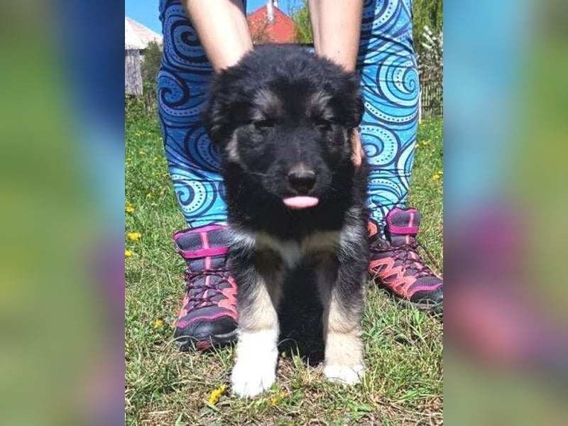 Laura ist ein süßes Hundemädchen