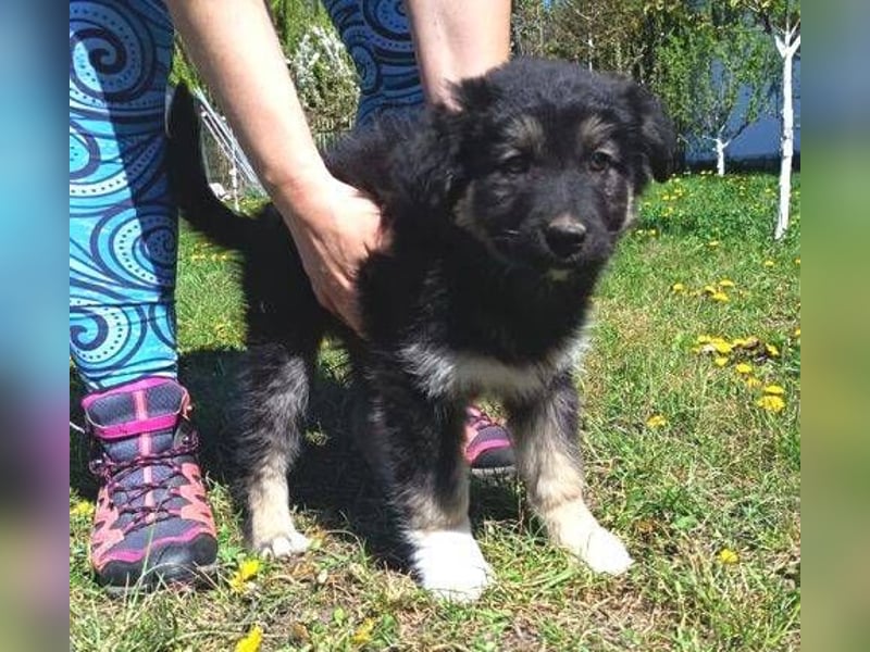 Laura ist ein süßes Hundemädchen