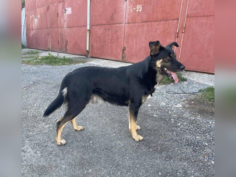 SARIO hatte einen Schutzengel