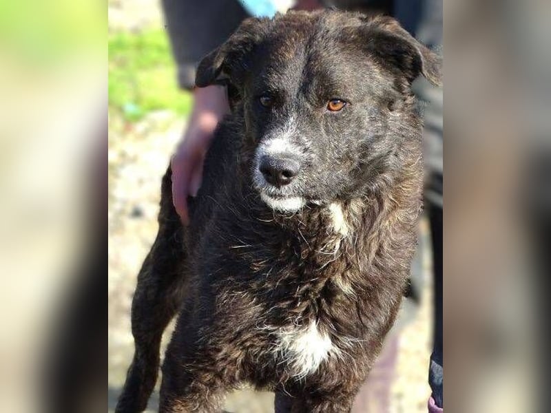 JIMMY ist liebenswert und freundlich