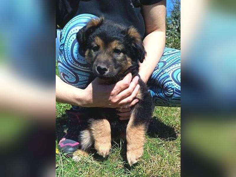 LIMA ist eine goldiges Hundekind