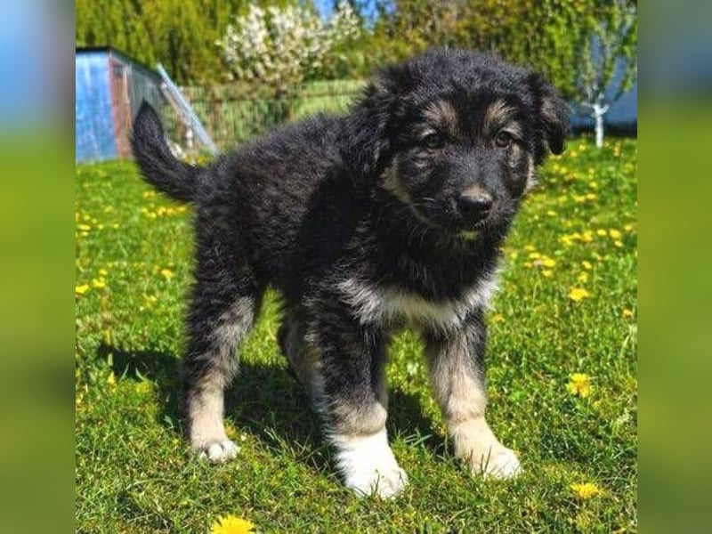 Laura ist ein süßes Hundemädchen