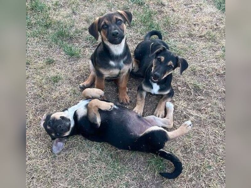 ROKO der kleine Mann möchte sein ❤️ verschenken