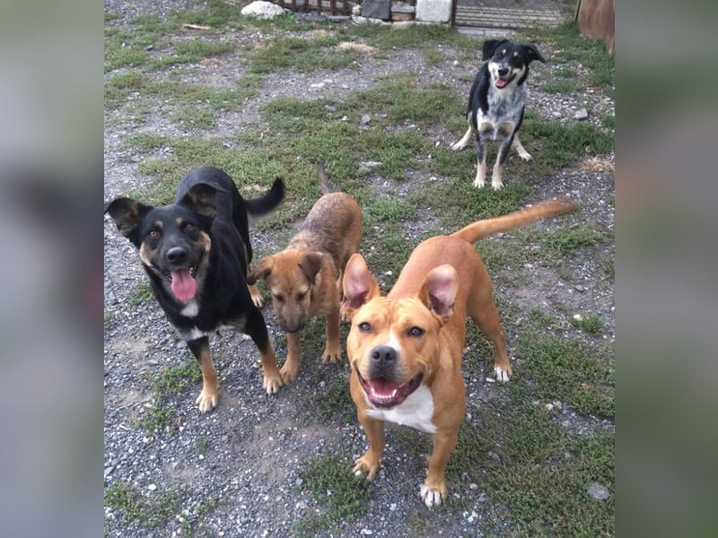 SARIO hatte einen Schutzengel