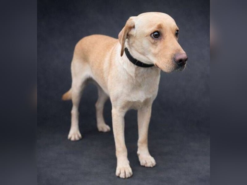 MONTY süßer Hundejunge