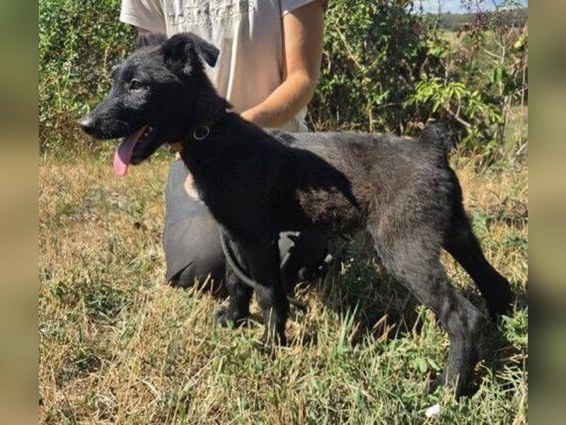 FRANZ das Hundekind wurde im Stich gelassen