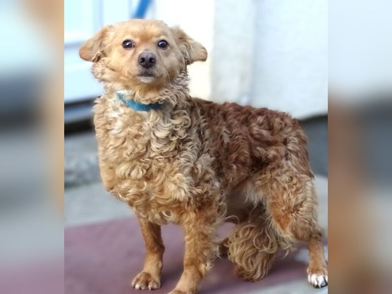 MEDDY , trotz Schönheit in Lebensgefahr