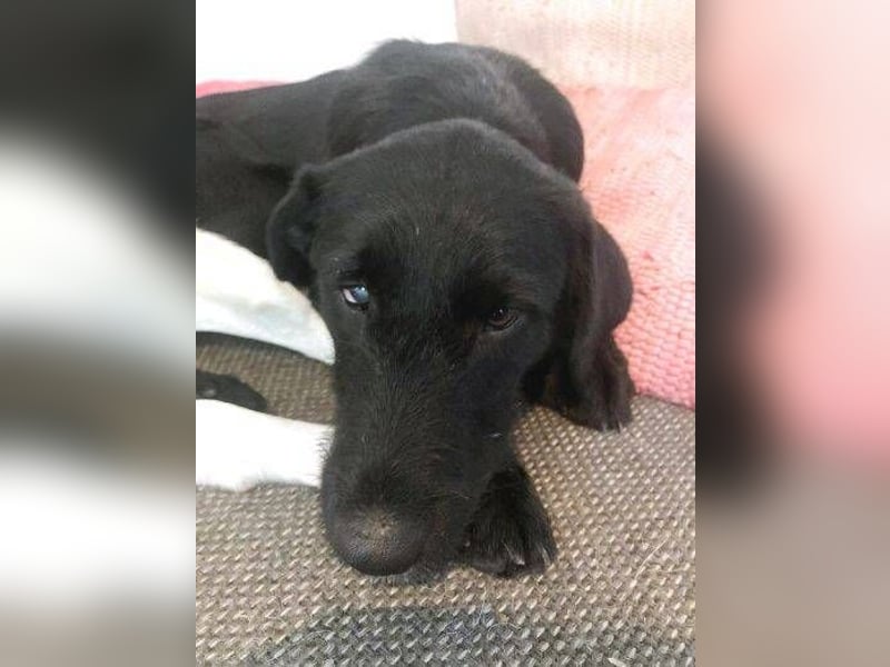 ANA 2 ist ein zauberhaftes Hundemädchen