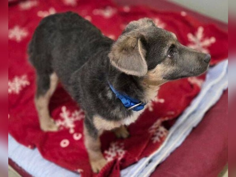 CHRISS ist ein bildhübsche Hundejunge
