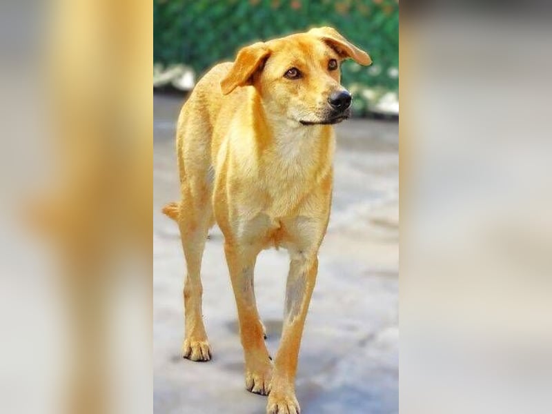 LIA ist dem Tod knapp entkommen