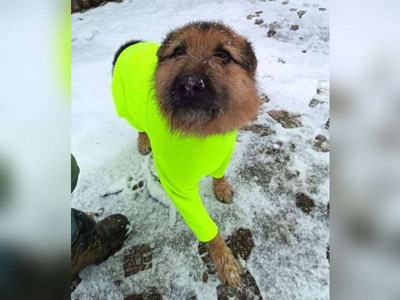 GASTON liebt Menschen über alles