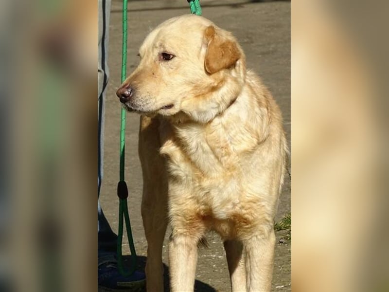 Astor, Retriever Mischling