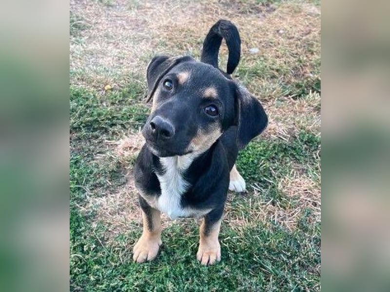 LEO 2 Wer schenkt dem Hundekind ein Zuhause?