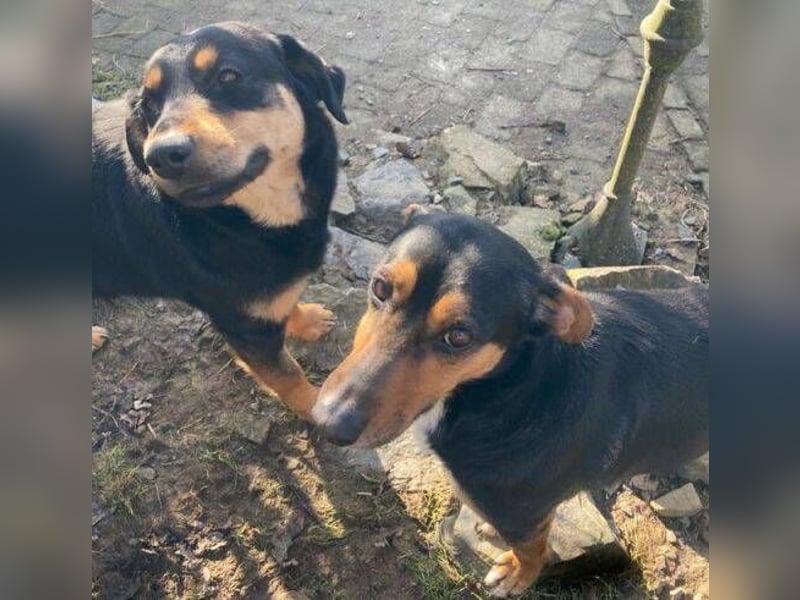 LENKA ist eine ganz sanft Seele