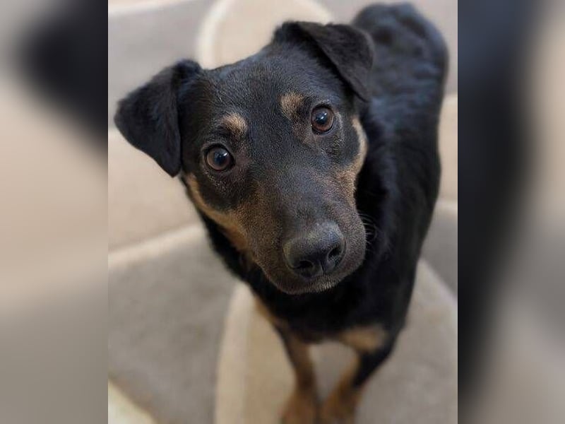 LINO  ist ein ganz besonders lieber