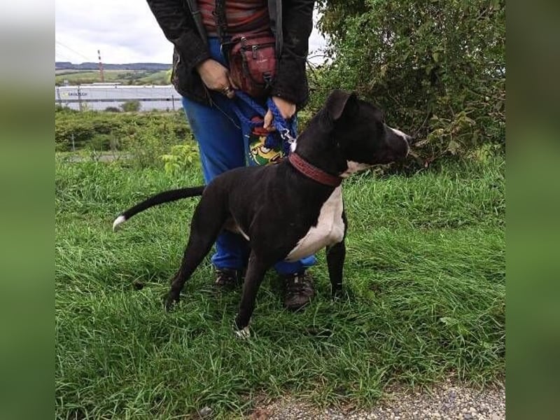 BARON wer kann ihm ein Zuhause schenken?