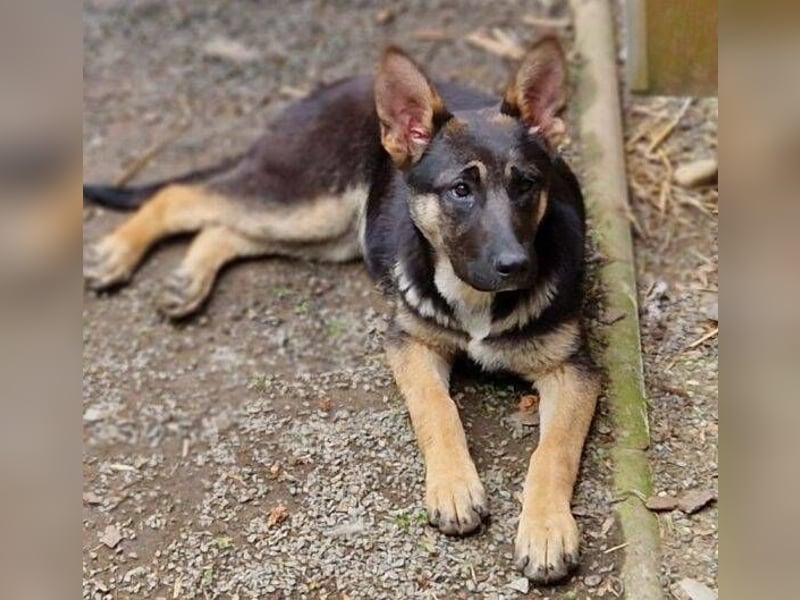 Rina 2 ist ein verspieltes Hundekind