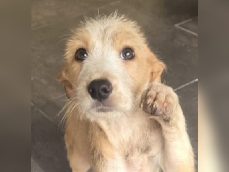 ZORRO kleines Hundekind in großer Gefahr