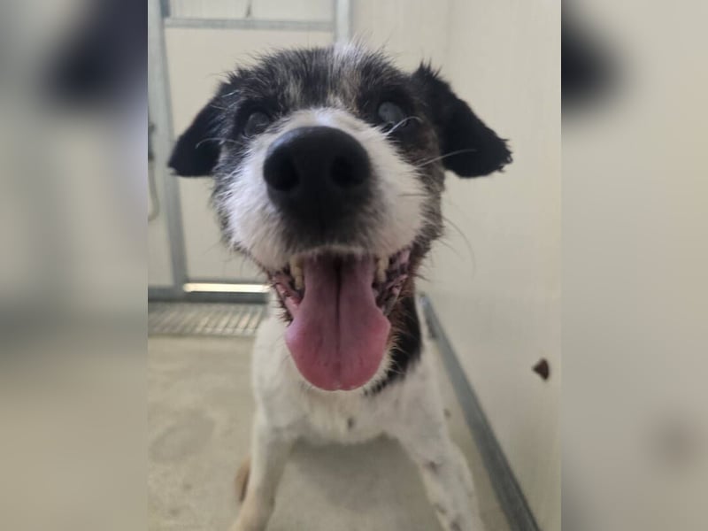 RICKY 2 sucht Ruhesitz