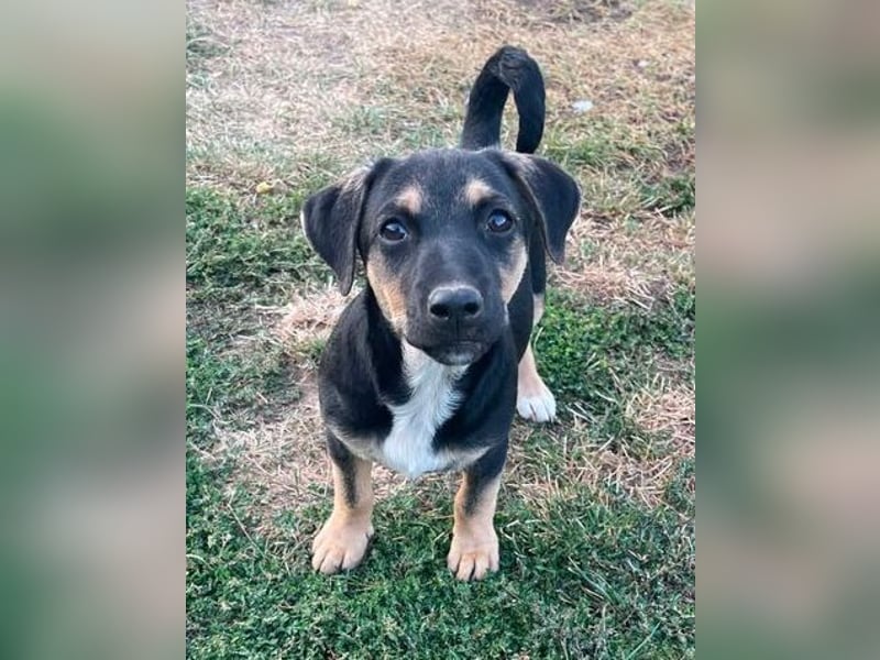 LEO 2 Wer schenkt dem Hundekind ein Zuhause?