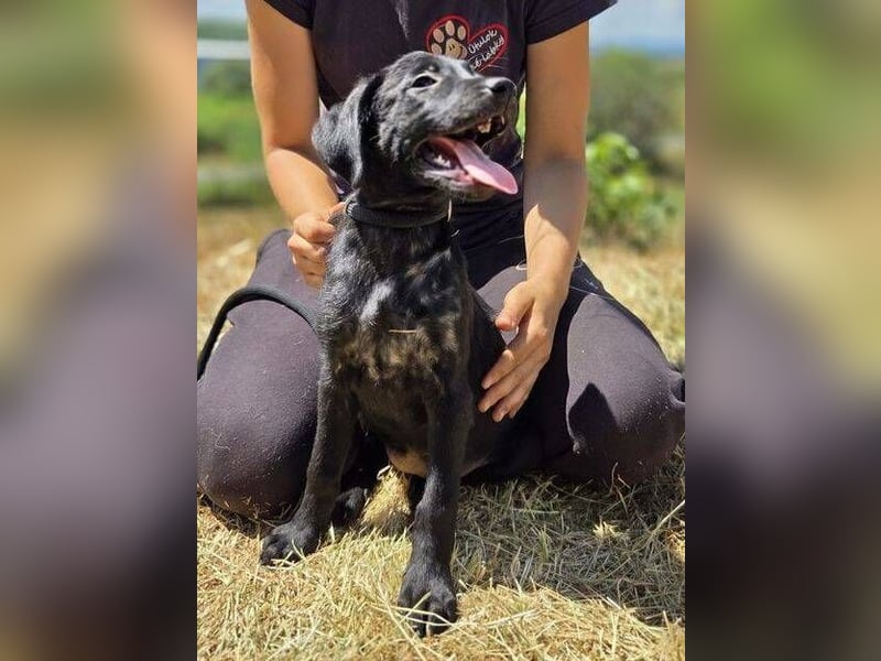 BELLA das Hundebaby wurde herzlos entsorgt