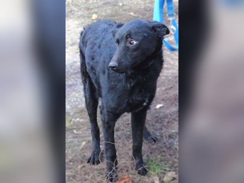 PETRA - süßes Spitzöhrchen