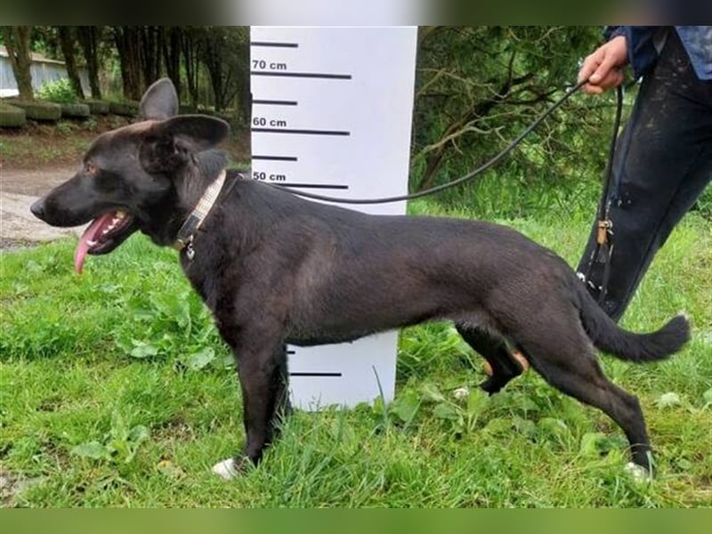 Syria, Schäferhund Mischling