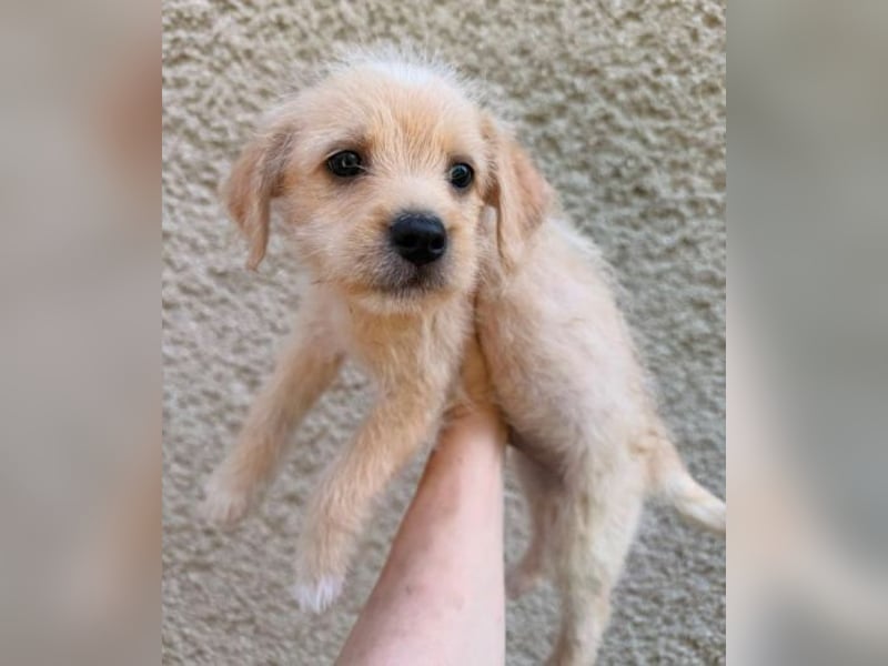 STROLCH  , das Hundekind wünscht sich ein Zuhause