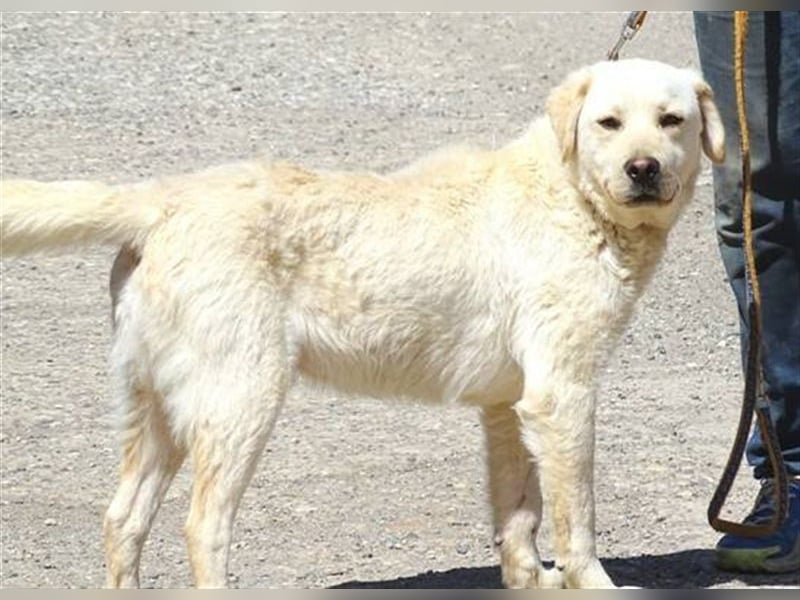 Jeff, Labrador Mischling
